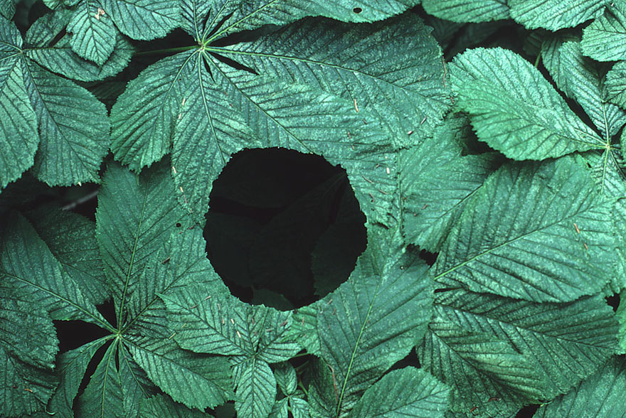 Magical Land Art By Andy Goldsworthy