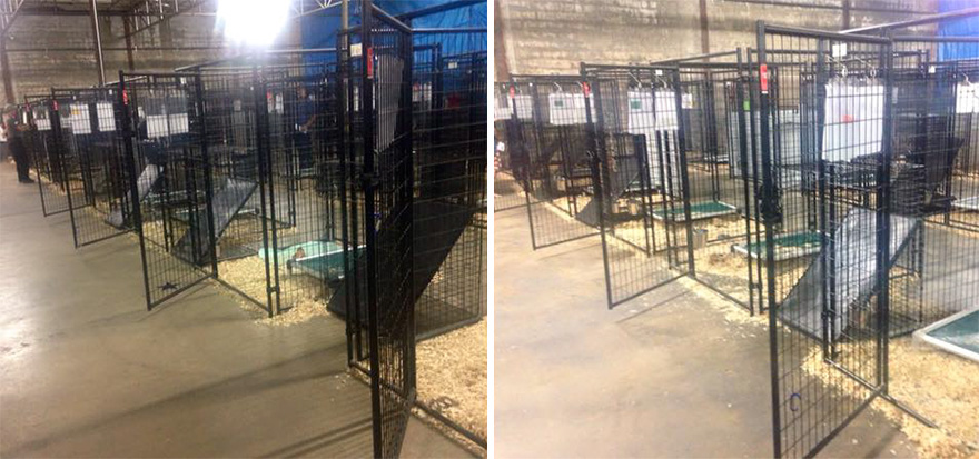 524 Dogs &#038; Cats Attended A Massive Adoption Event – And They ALL Found Homes!