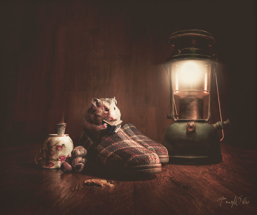 I Create Surreal Photos Of My Pets Using Photoshop I Create Surreal Photos Of My Pets Using Photoshop