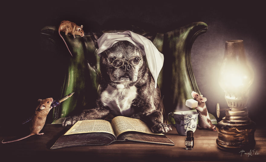 I Create Surreal Photos Of My Pets Using Photoshop I Create Surreal Photos Of My Pets Using Photoshop