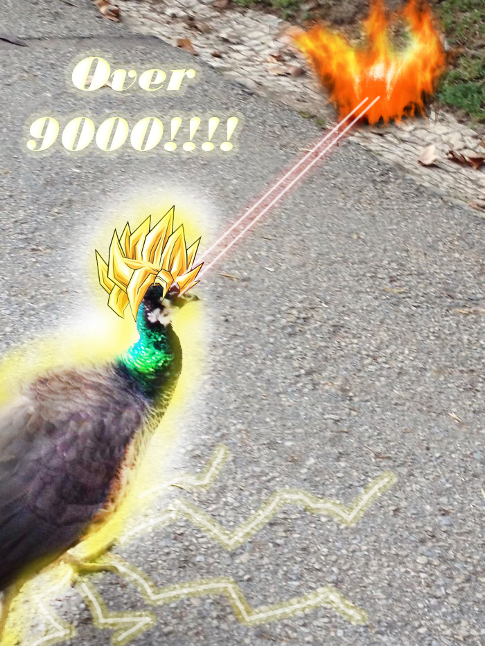 Challenge: Draw Something On This Picture