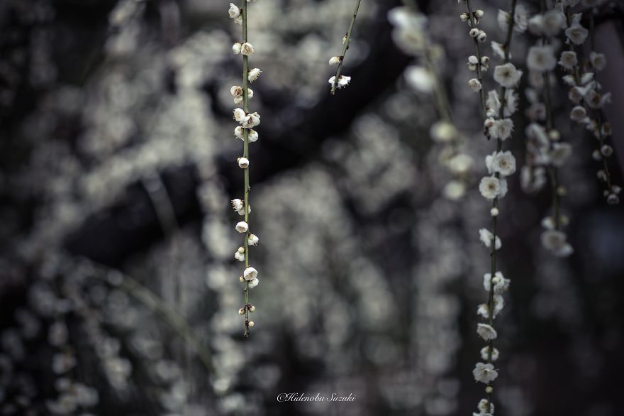 I Captured Spring In Japan