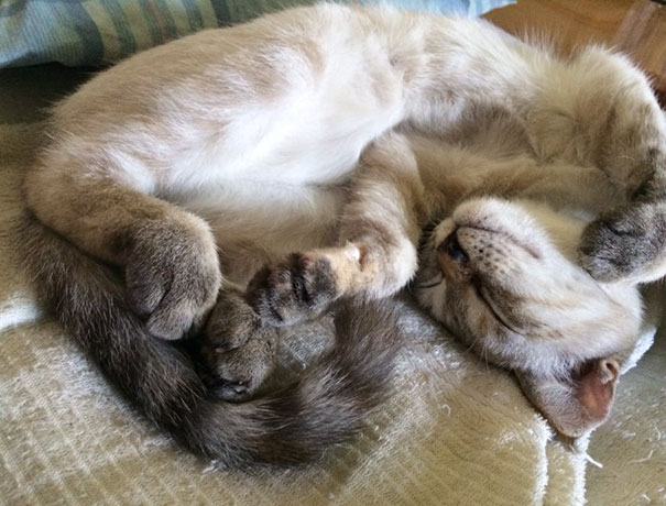 Stray Kitty Chooses His Human In A Park, Wouldn’t Let Him Go Stray Kitty Chooses His Human In A Park, Wouldn’t Let Him Go