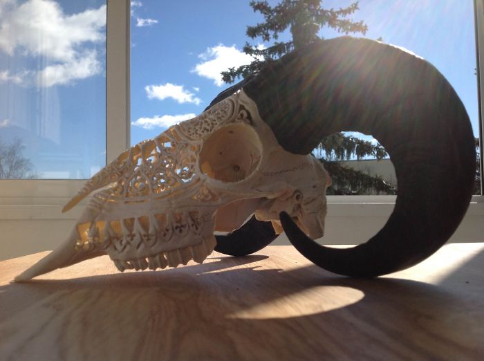 I Use Skulls As Canvases For My Art