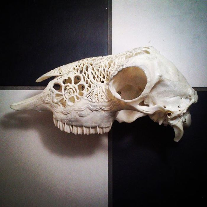 I Use Skulls As Canvases For My Art