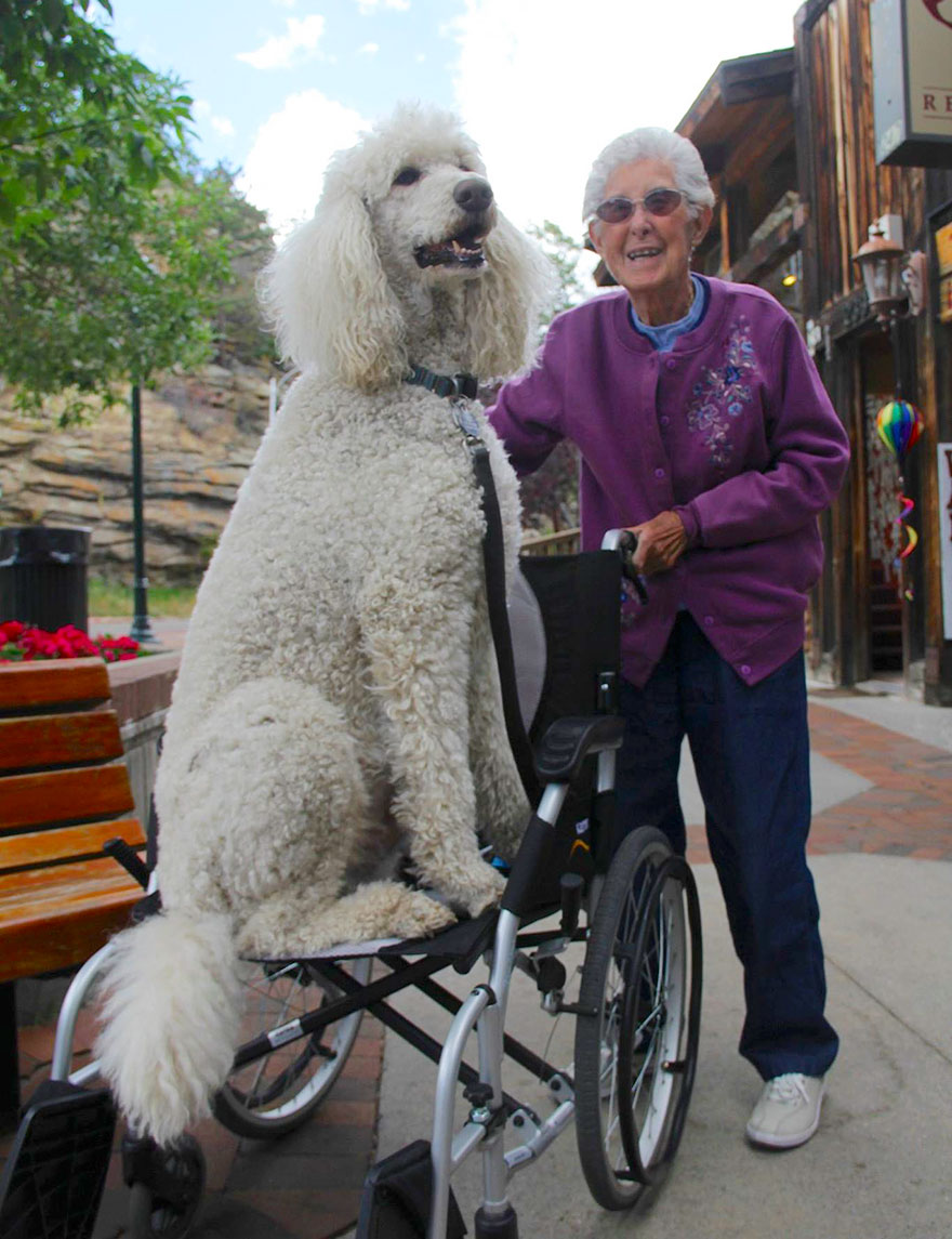 90-Year-Old Refuses Cancer Treatment And Hits The Road With Poodle 90-Year-Old Refuses Cancer Treatment And Hits The Road With Poodle