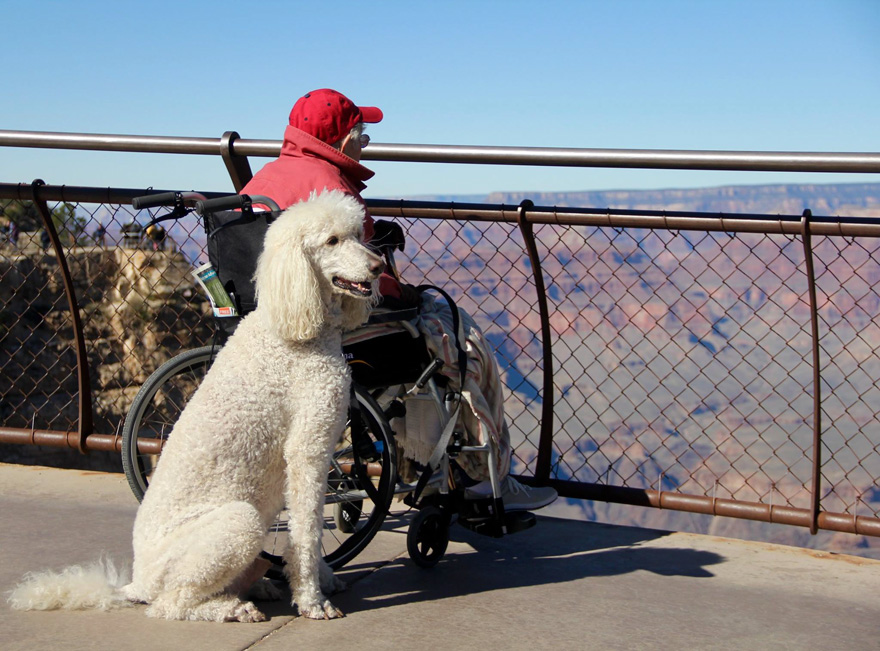 90-Year-Old Refuses Cancer Treatment And Hits The Road With Poodle
