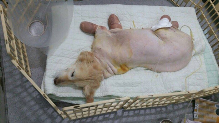 Puppy Who Lost All 4 Paws In Korean Meat Market Finally Gets Adopted Puppy Who Lost All 4 Paws In Korean Meat Market Finally Gets Adopted
