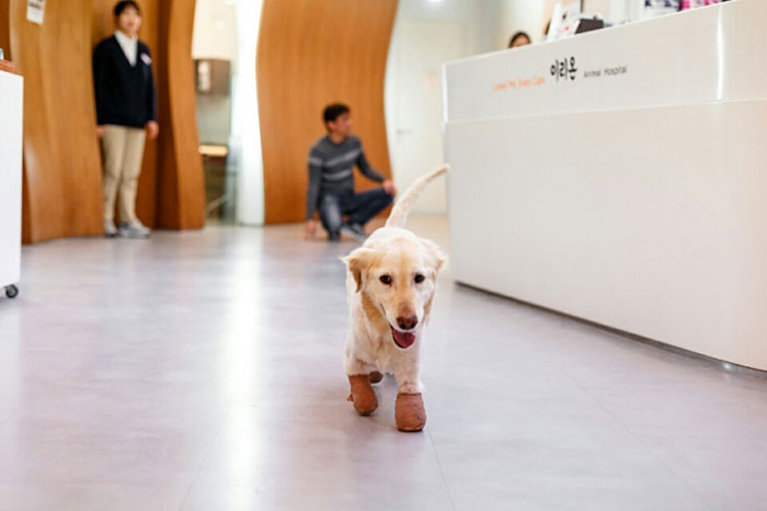 Puppy Who Lost All 4 Paws In Korean Meat Market Finally Gets Adopted Puppy Who Lost All 4 Paws In Korean Meat Market Finally Gets Adopted