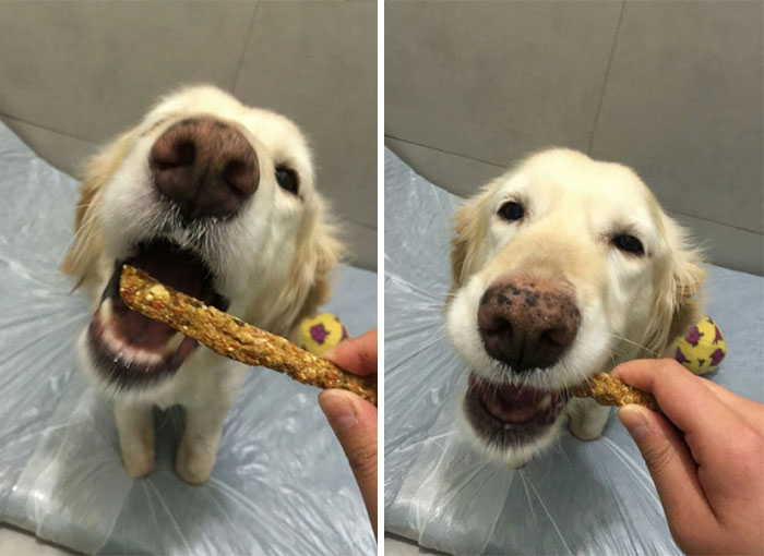 Puppy Who Lost All 4 Paws In Korean Meat Market Finally Gets Adopted Puppy Who Lost All 4 Paws In Korean Meat Market Finally Gets Adopted