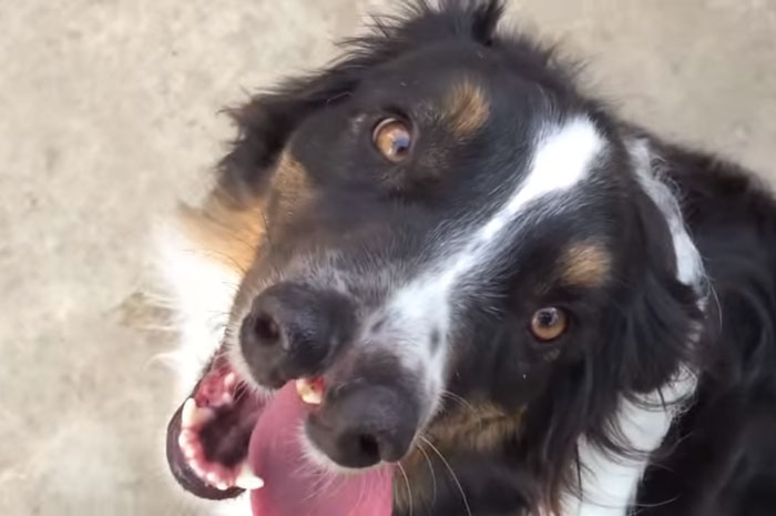 Dog With Two Noses Was Scheduled To Die But This Man Saved Him At The Last Minute Dog With Two Noses Was Scheduled To Die But This Man Saved Him At The Last Minute