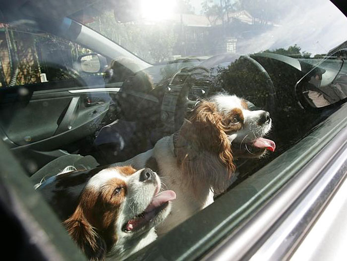 Smashing Car Windows Is Now Legal In Florida To Save Pets