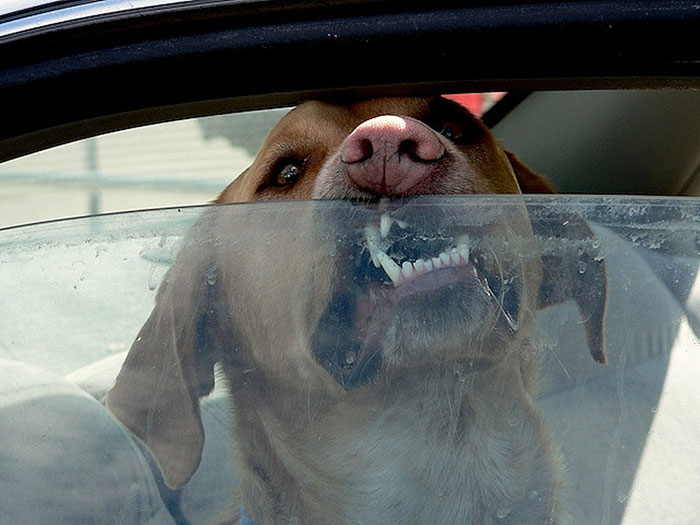 Smashing Car Windows Is Now Legal In Florida To Save Pets