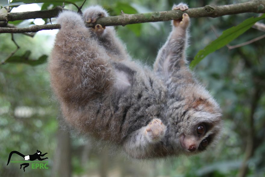 I Took Photos Of Gorgeous Baby Primates To Spread The Word About Their Endangerment