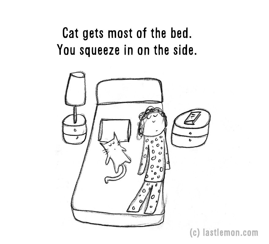 20 Signs That You&#8217;re A Crazy Cat Parent
