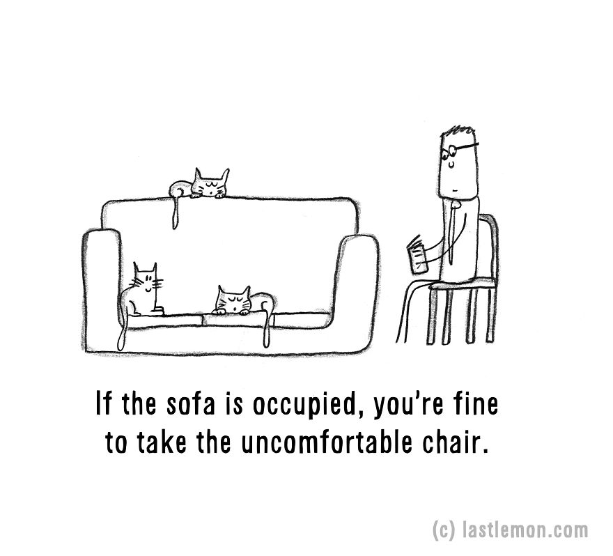 20 Signs That You&#8217;re A Crazy Cat Parent