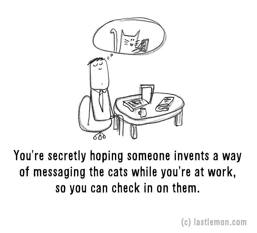 20 Signs That You&#8217;re A Crazy Cat Parent