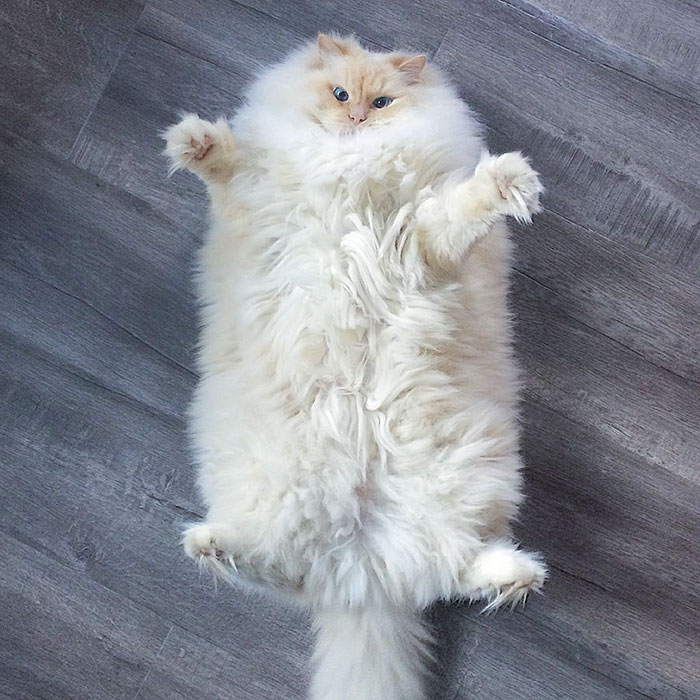 This Cat’s Majestic Fluff Makes It Look Like A Cloud This Cat’s Majestic Fluff Makes It Look Like A Cloud