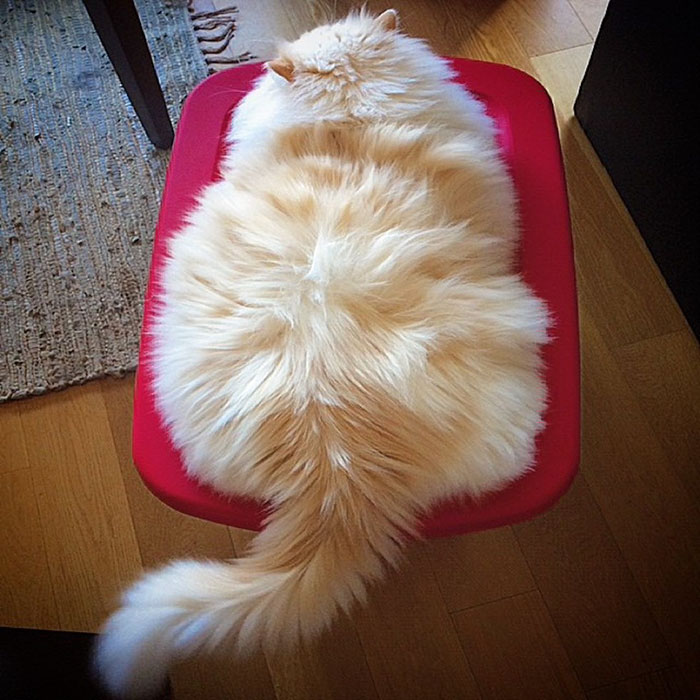 This Cat’s Majestic Fluff Makes It Look Like A Cloud This Cat’s Majestic Fluff Makes It Look Like A Cloud