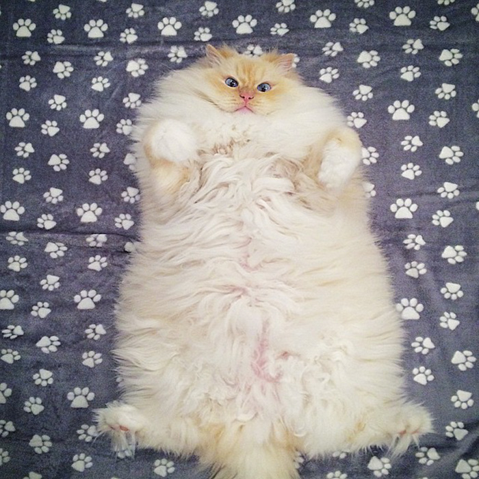This Cat’s Majestic Fluff Makes It Look Like A Cloud This Cat’s Majestic Fluff Makes It Look Like A Cloud