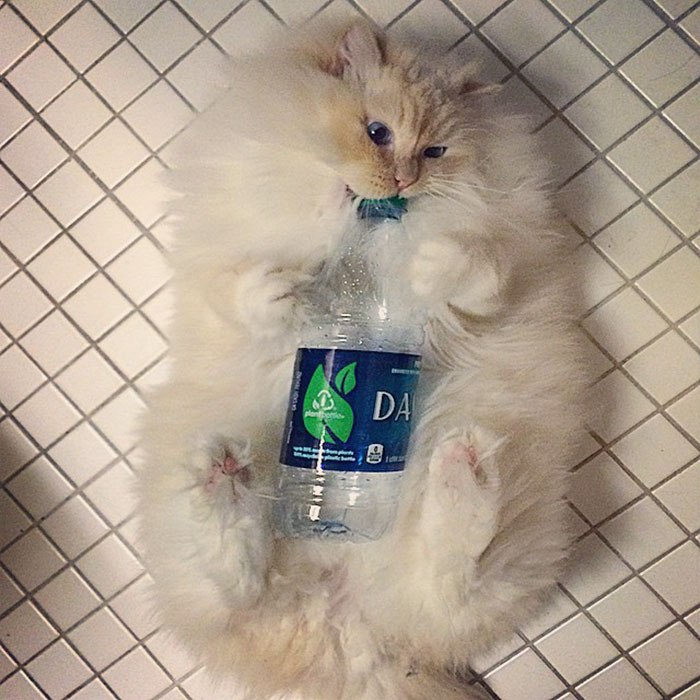 This Cat’s Majestic Fluff Makes It Look Like A Cloud This Cat’s Majestic Fluff Makes It Look Like A Cloud
