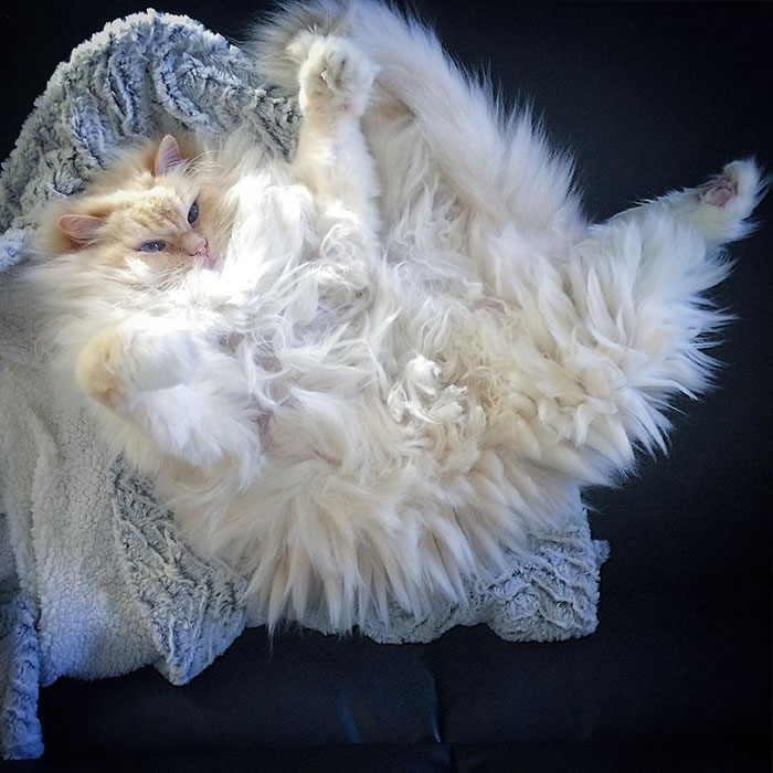 This Cat’s Majestic Fluff Makes It Look Like A Cloud This Cat’s Majestic Fluff Makes It Look Like A Cloud