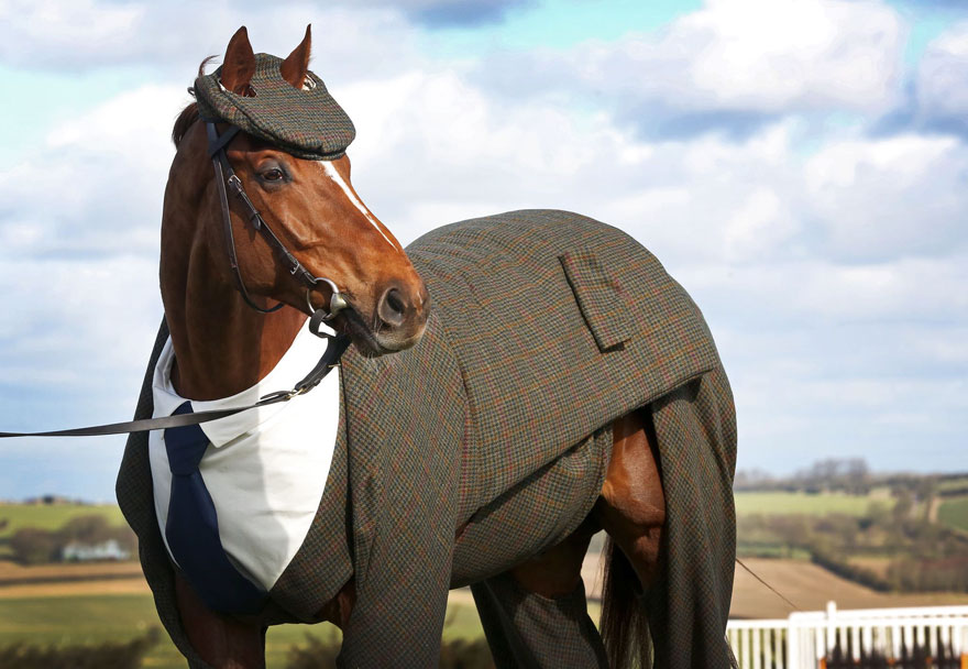 Horse Gets Tailored Three-Piece Suit, Looks Absolutely Dashing