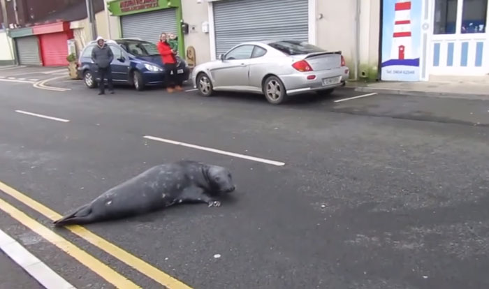 Everyday This Seal Flops Across The Street To His Favourite Seafood Restaurant Everyday This Seal Flops Across The Street To His Favourite Seafood Restaurant