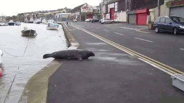 Everyday This Seal Flops Across The Street To His Favourite Seafood Restaurant Everyday This Seal Flops Across The Street To His Favourite Seafood Restaurant