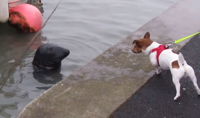 Everyday This Seal Flops Across The Street To His Favourite Seafood Restaurant Everyday This Seal Flops Across The Street To His Favourite Seafood Restaurant