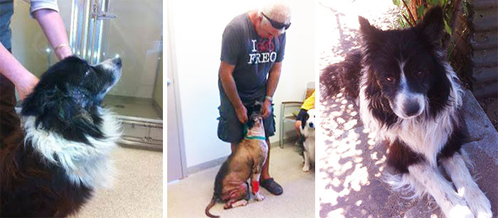 A Dog Who Vanished Without A Trace 7 Years Ago Finally Reappeared, And I Did His Photoshoot A Dog Who Vanished Without A Trace 7 Years Ago Finally Reappeared, And I Did His Photoshoot