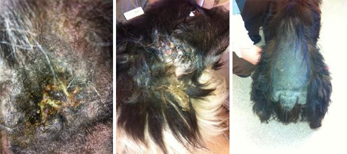 A Dog Who Vanished Without A Trace 7 Years Ago Finally Reappeared, And I Did His Photoshoot A Dog Who Vanished Without A Trace 7 Years Ago Finally Reappeared, And I Did His Photoshoot