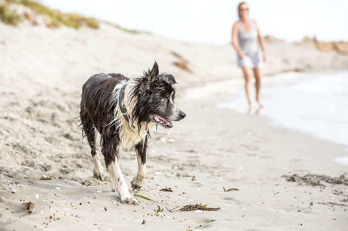 A Dog Who Vanished Without A Trace 7 Years Ago Finally Reappeared, And I Did His Photoshoot A Dog Who Vanished Without A Trace 7 Years Ago Finally Reappeared, And I Did His Photoshoot