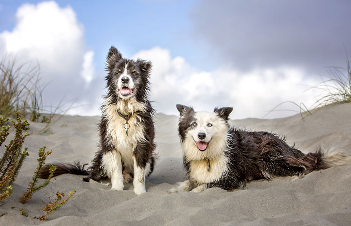 A Dog Who Vanished Without A Trace 7 Years Ago Finally Reappeared, And I Did His Photoshoot A Dog Who Vanished Without A Trace 7 Years Ago Finally Reappeared, And I Did His Photoshoot