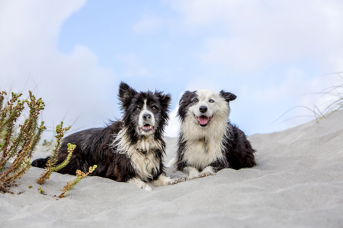 A Dog Who Vanished Without A Trace 7 Years Ago Finally Reappeared, And I Did His Photoshoot A Dog Who Vanished Without A Trace 7 Years Ago Finally Reappeared, And I Did His Photoshoot