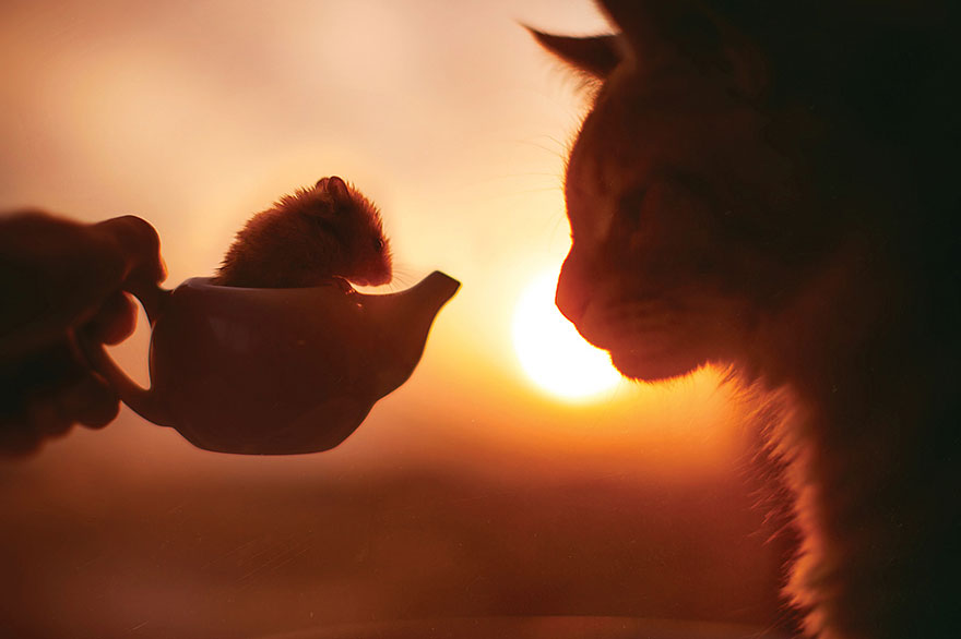 Cutlet The Ginger Cat Is So Majestic He Even Has His Own Hoomin Photographer