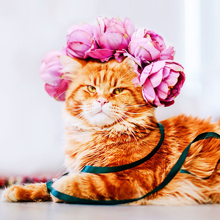 Cutlet The Ginger Cat Is So Majestic He Even Has His Own Hoomin Photographer