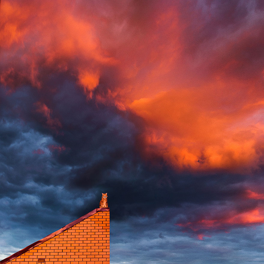 Cutlet The Ginger Cat Is So Majestic He Even Has His Own Hoomin Photographer