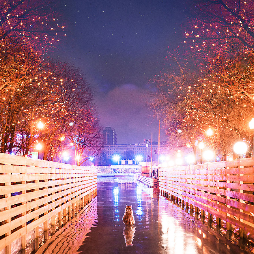 Cutlet The Ginger Cat Is So Majestic He Even Has His Own Hoomin Photographer