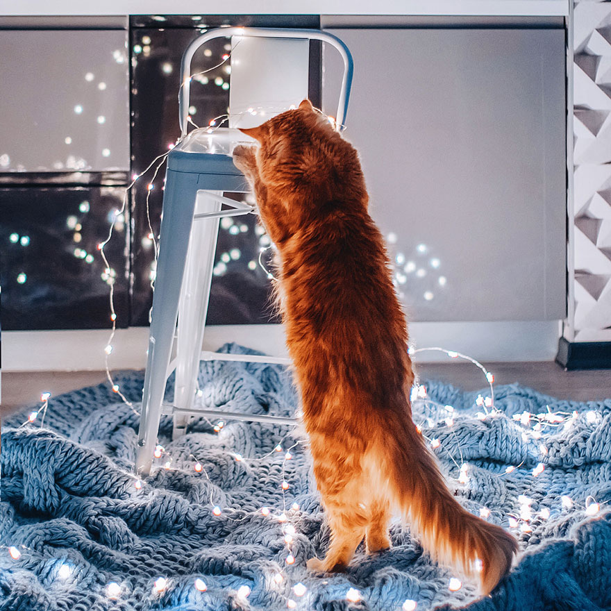 Cutlet The Ginger Cat Is So Majestic He Even Has His Own Hoomin Photographer