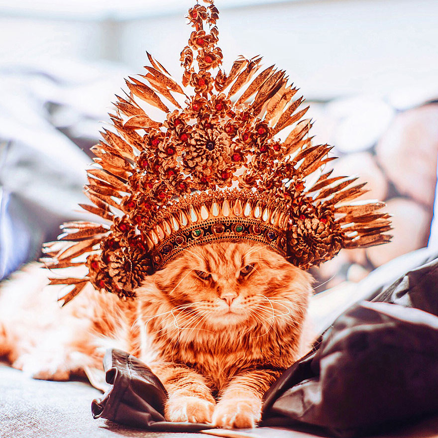Cutlet The Ginger Cat Is So Majestic He Even Has His Own Hoomin Photographer