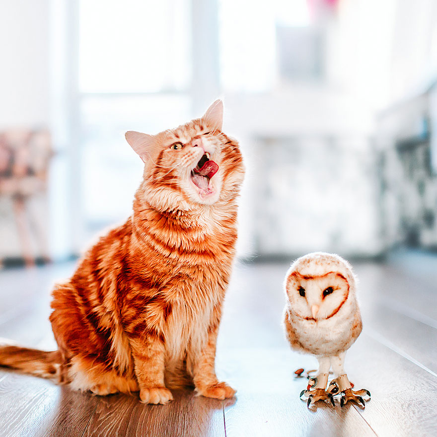 Cutlet The Ginger Cat Is So Majestic He Even Has His Own Hoomin Photographer