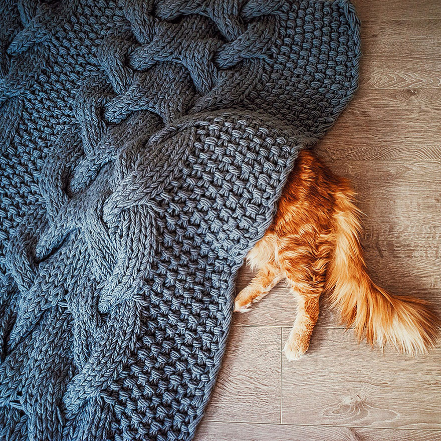Cutlet The Ginger Cat Is So Majestic He Even Has His Own Hoomin Photographer