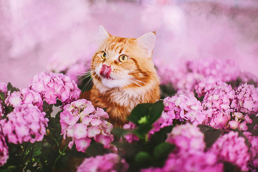Cutlet The Ginger Cat Is So Majestic He Even Has His Own Hoomin Photographer