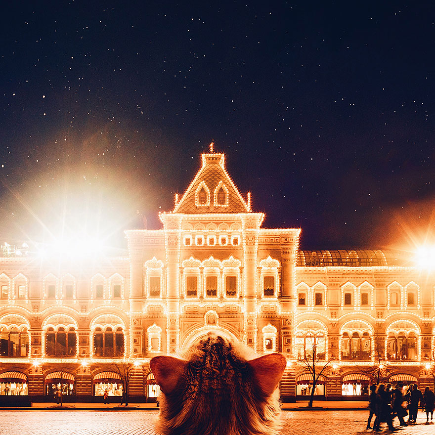 Cutlet The Ginger Cat Is So Majestic He Even Has His Own Hoomin Photographer