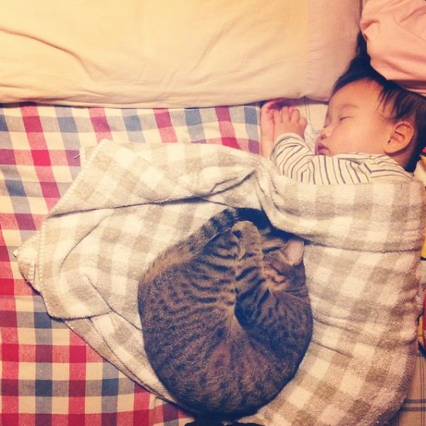 This Japanese Cat Is The Best Sleeping Buddy For His Baby Hoomins