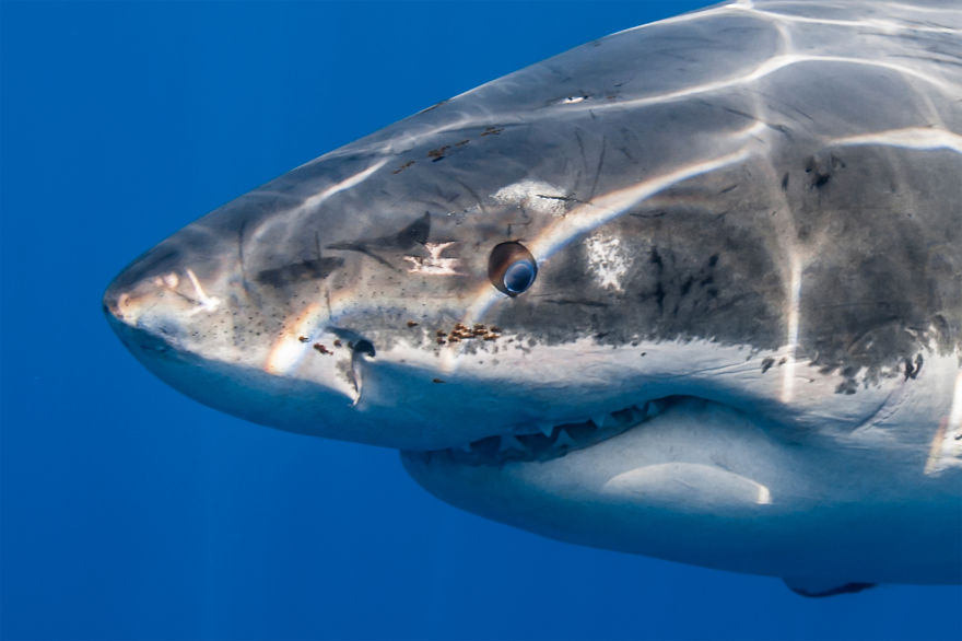 I Photograph Great White Sharks In (Hopefully) A Non-Scary Way