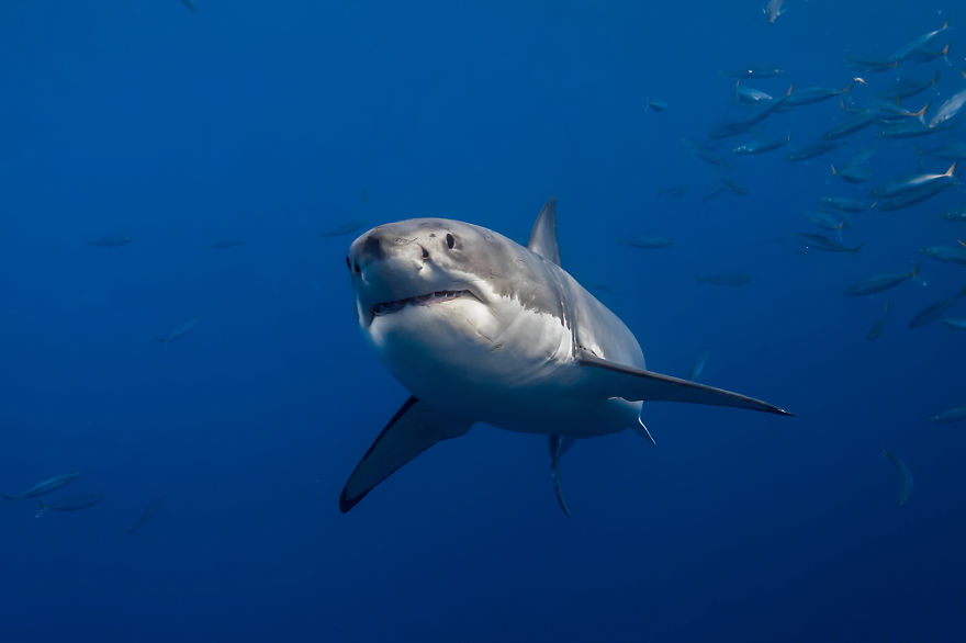 I Photograph Great White Sharks In (Hopefully) A Non-Scary Way