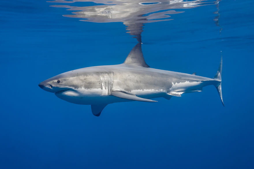 I Photograph Great White Sharks In (Hopefully) A Non-Scary Way