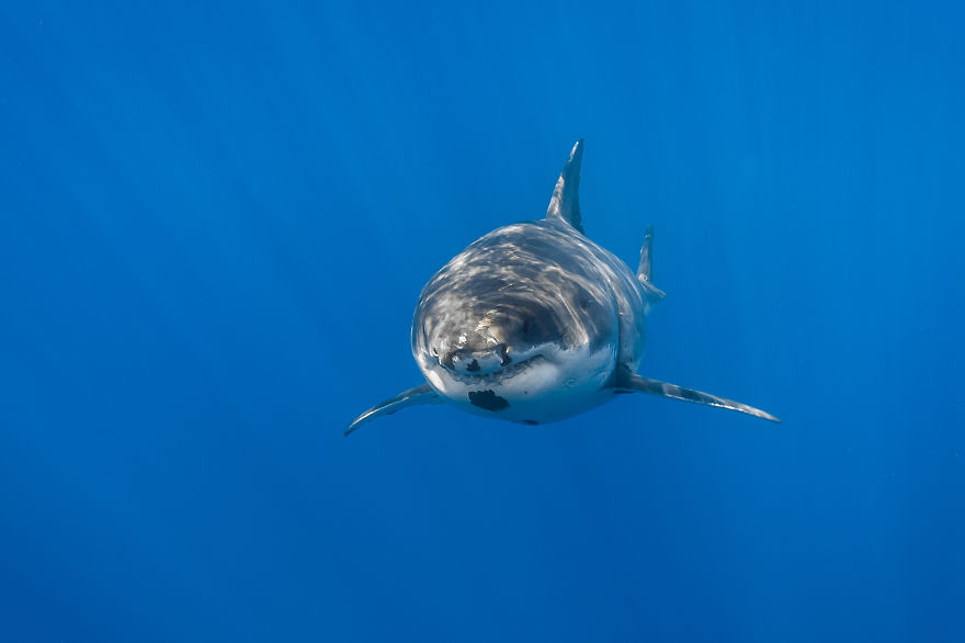 I Photograph Great White Sharks In (Hopefully) A Non-Scary Way